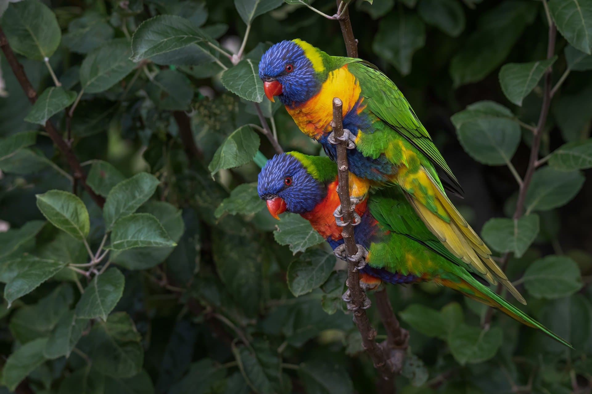 A rescued macaw at Cochahuasi Animal Sanctuary
